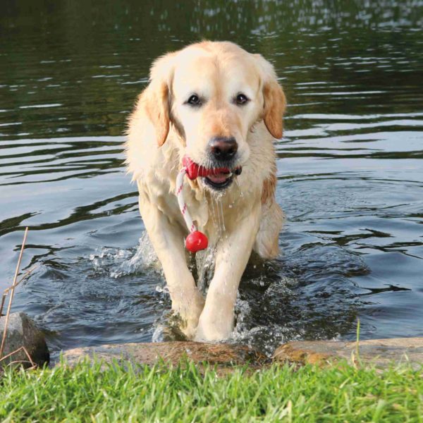 Trixie Dog Activity - Aqua Toy MOT®-Fun – Bild 2