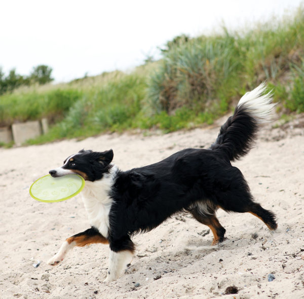Trixie Dog Disc, TPR, schwimmt – Bild 3