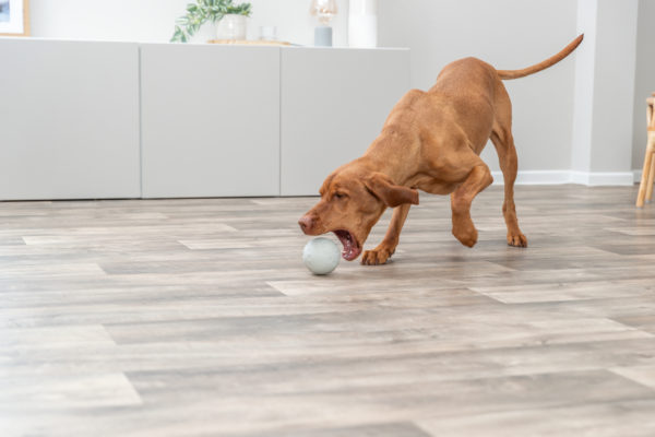 Trixie Snack-Ball Hundespielzeug – Bild 9