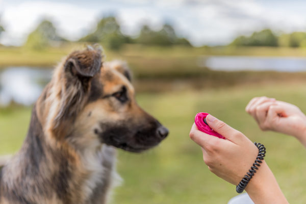 Trixie - Sporting - Clicker – Bild 8