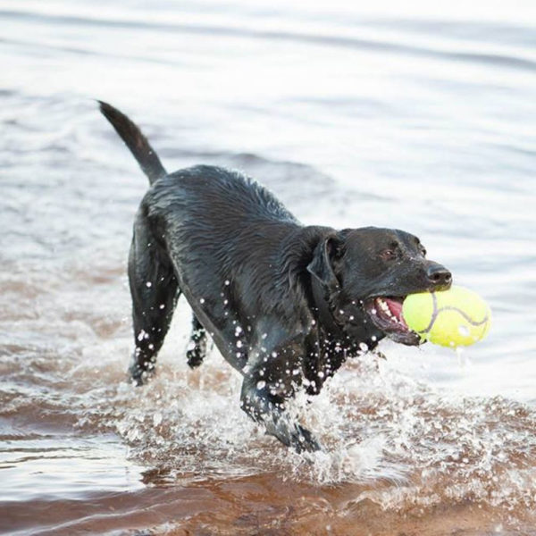 KONG - AirDog® Football – Bild 3