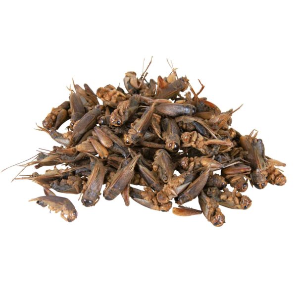 Trixie Grillen  25g – Bild 2