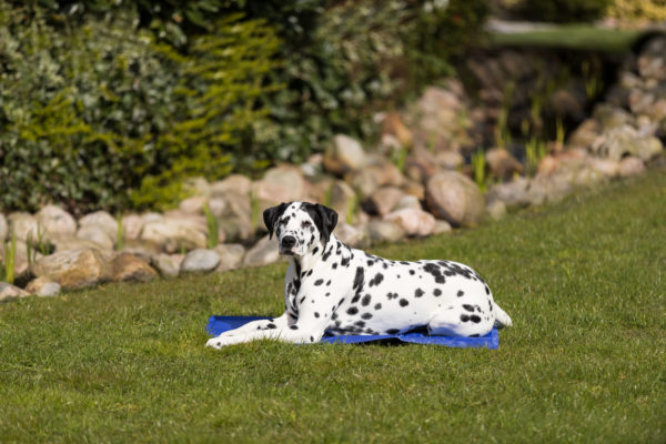 Trixie Kühlmatte für Hunde – Bild 10