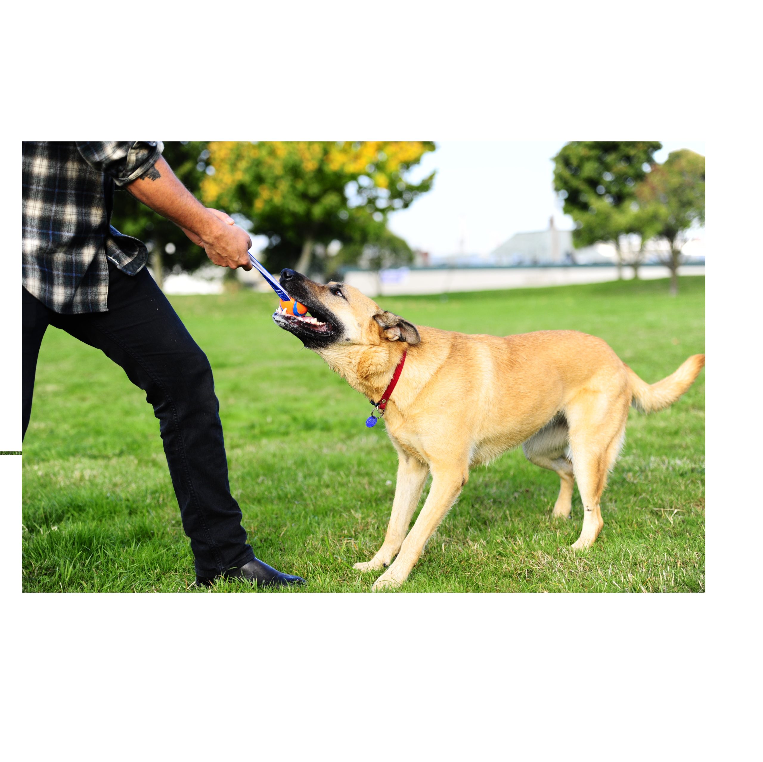 Chuckit Ultra Tug – Bild 5