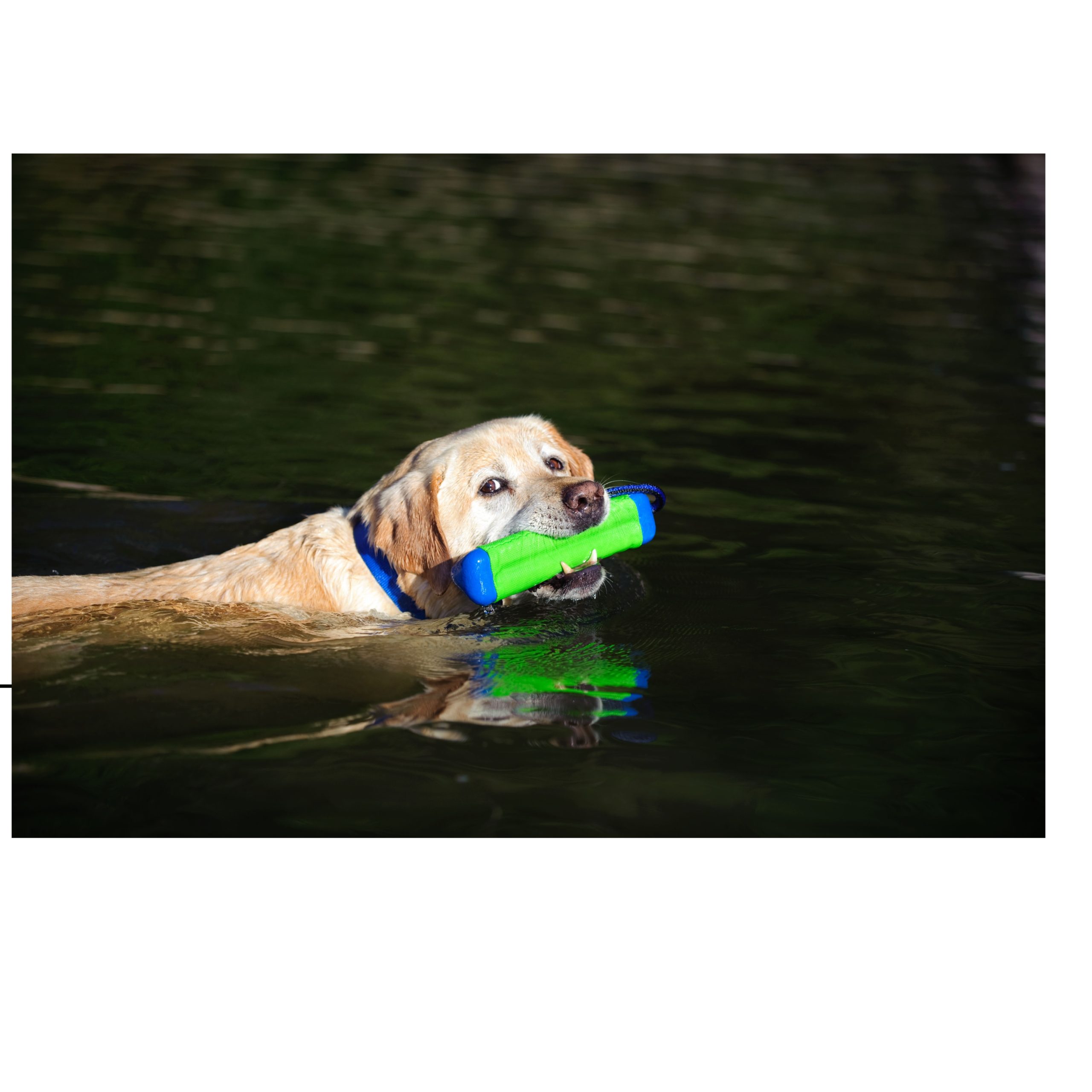 Chuckit Amphibious Bumper – Bild 2