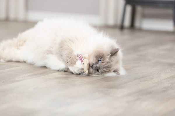Trixie Bär mit Stoff 12cm – Bild 12