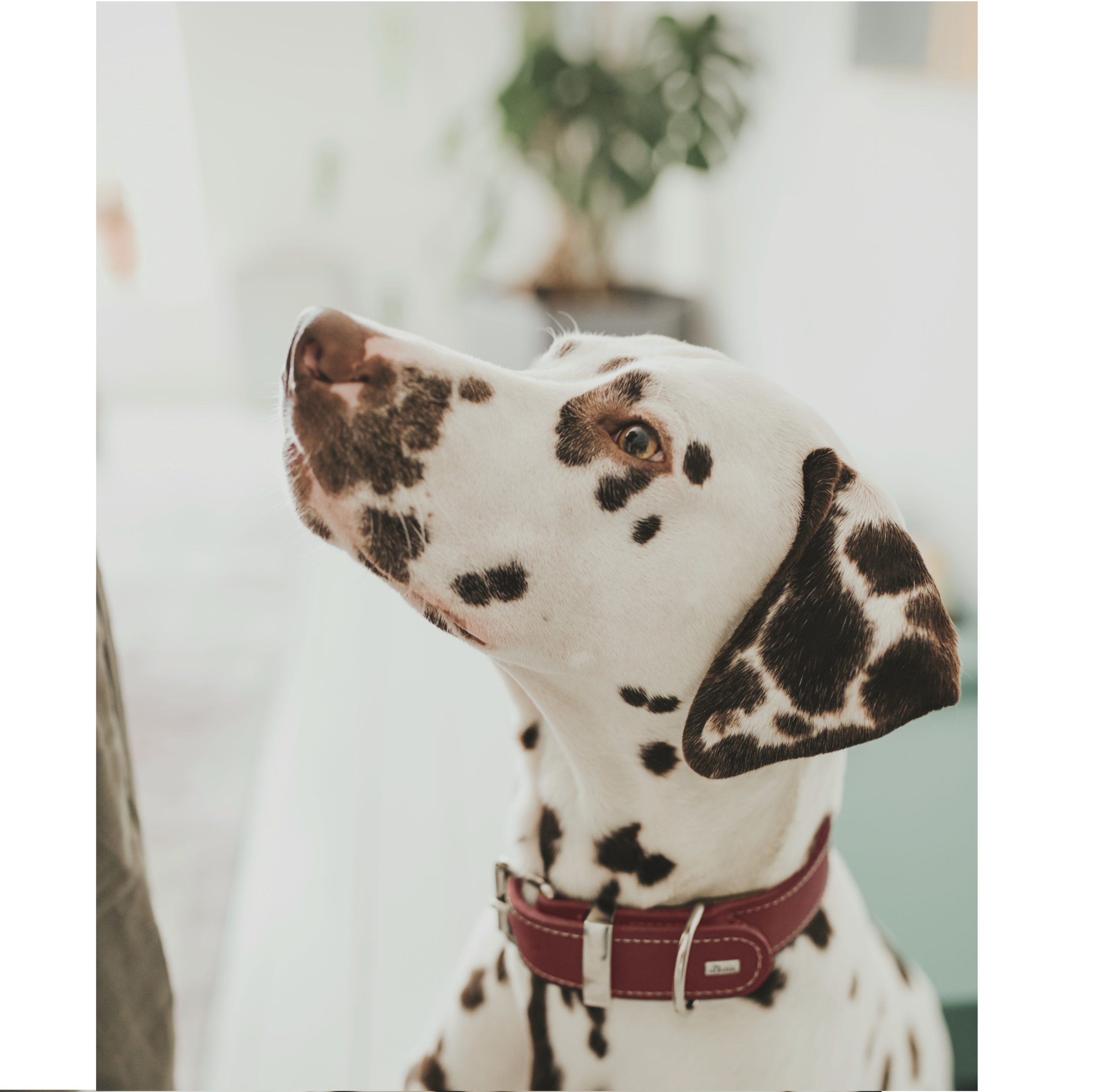 Hunter Lederhalsband Aalborg Special Farbe: rot – Bild 4