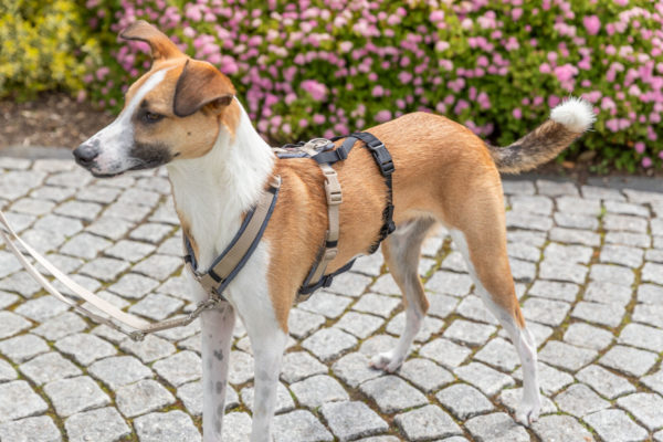 Trixie Panik-Adapter Stay für Geschirre – Bild 6