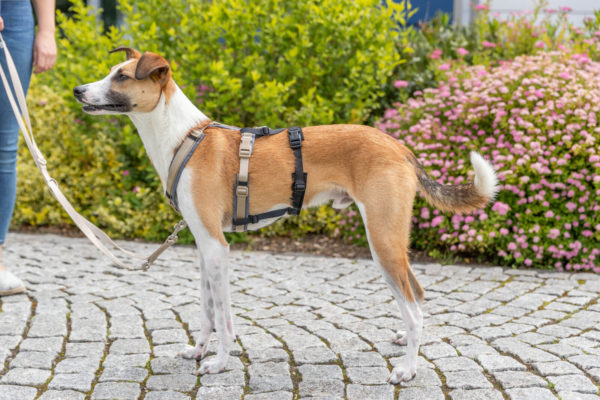 Trixie Panik-Adapter Stay für Geschirre – Bild 7