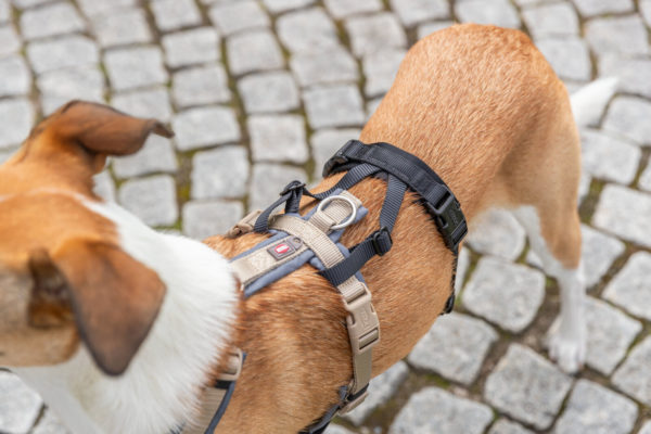 Trixie Panik-Adapter Stay für Geschirre – Bild 8