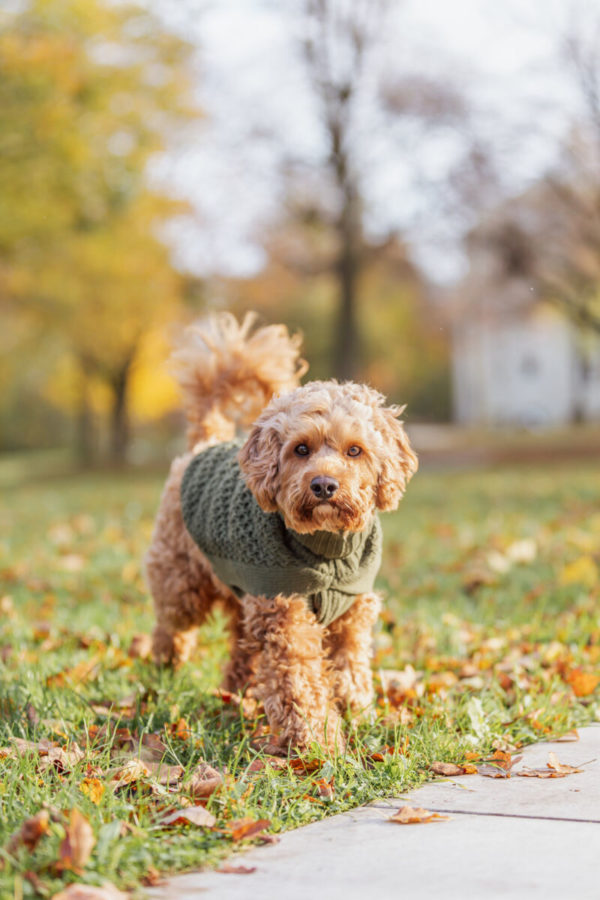 Trixie Pullover Norwood – Bild 16