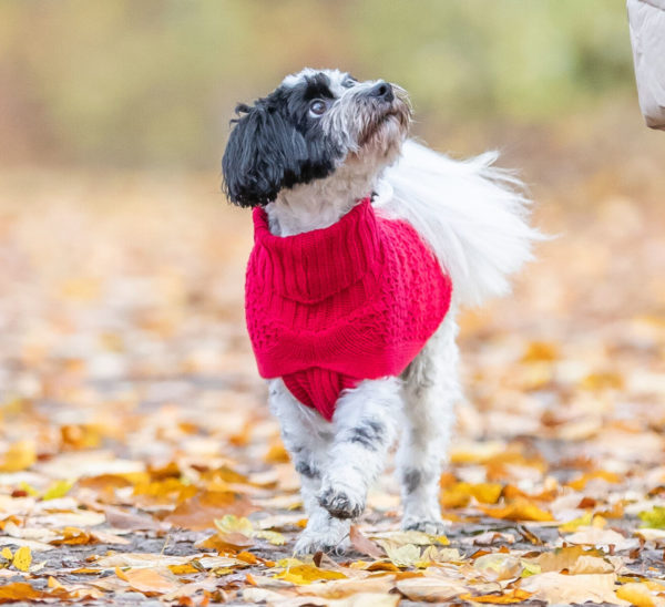 Trixie Pullover Norwood – Bild 17