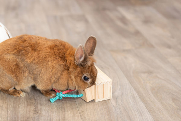 Trixie Snack-Würfel – Bild 14