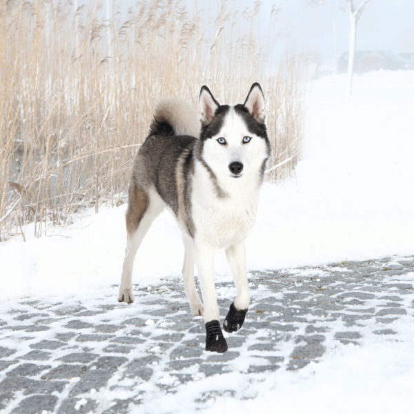 Trixie Pfotenschutz Walker Active – Bild 24