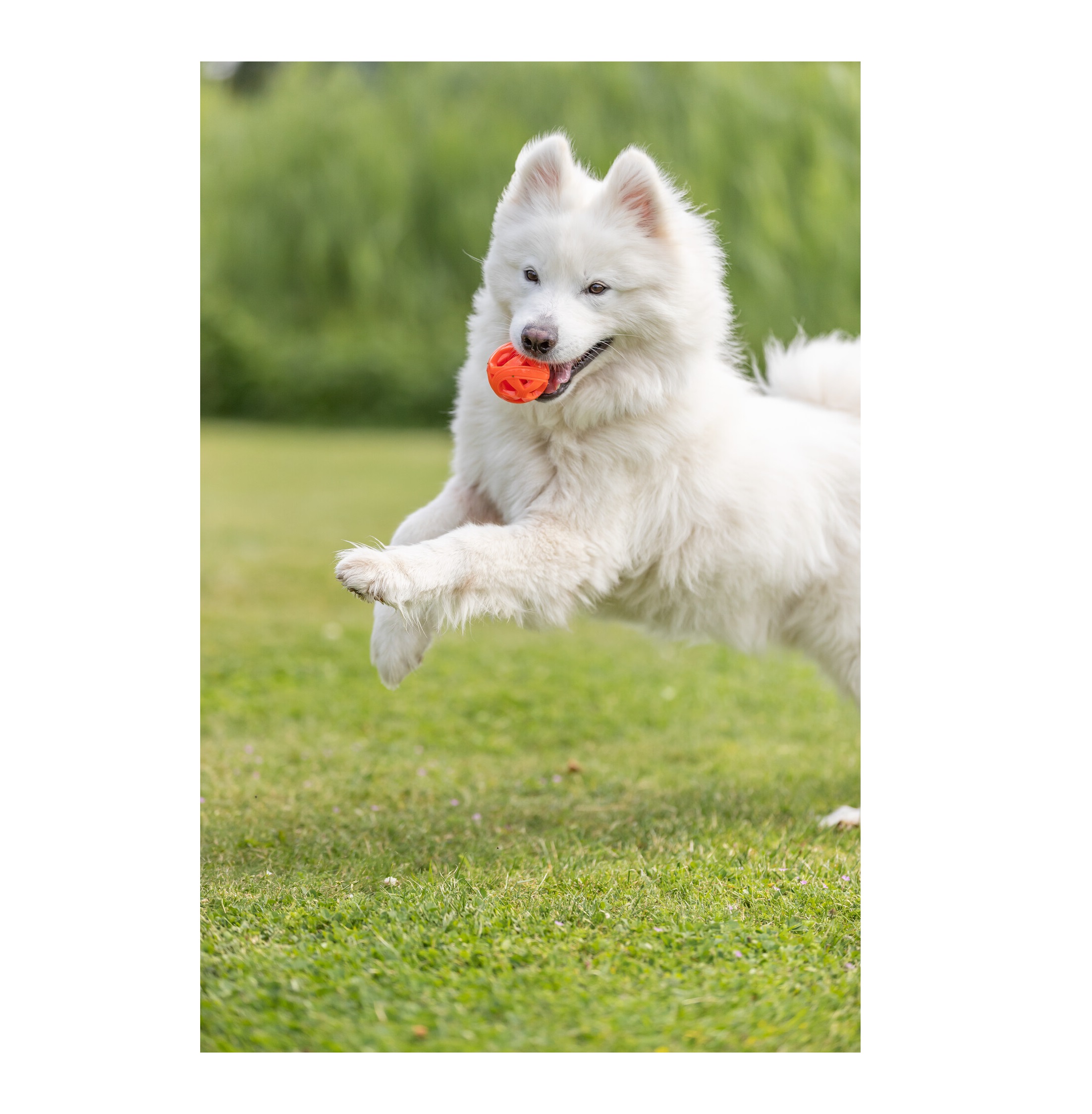 Trixie Wabenball, TPE ø 6 cm – Bild 3