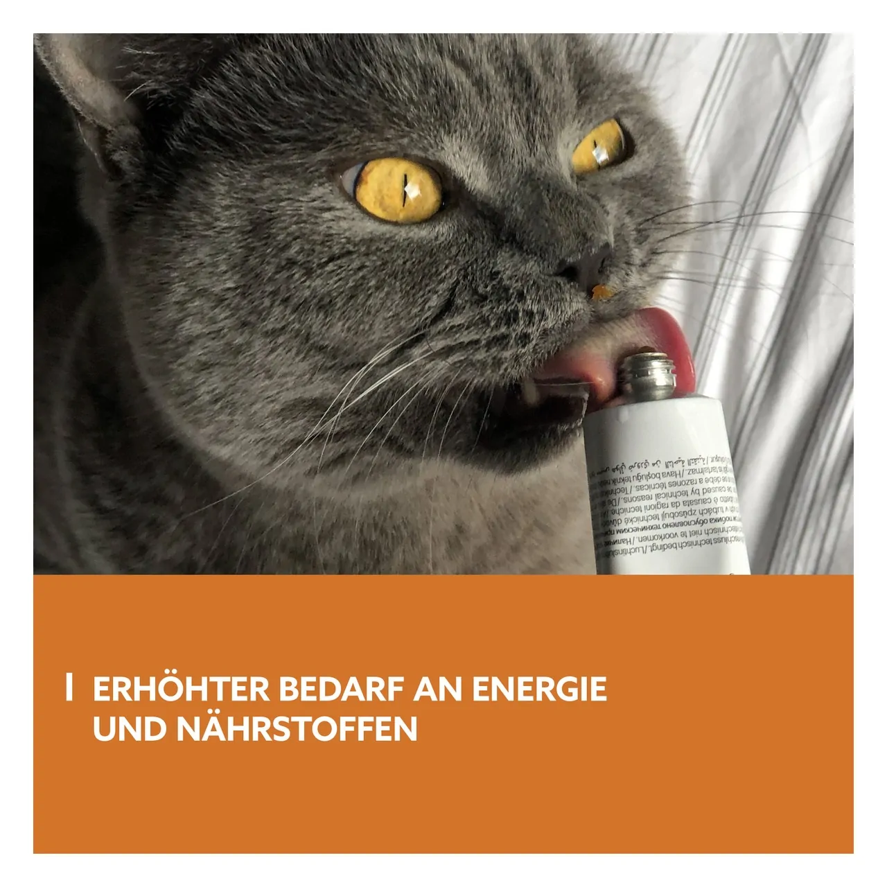 GimCat - Energy Paste 50g – Bild 3