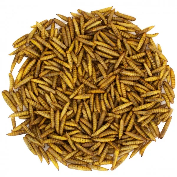 JR-Farm Hermetia-Larven – Bild 2