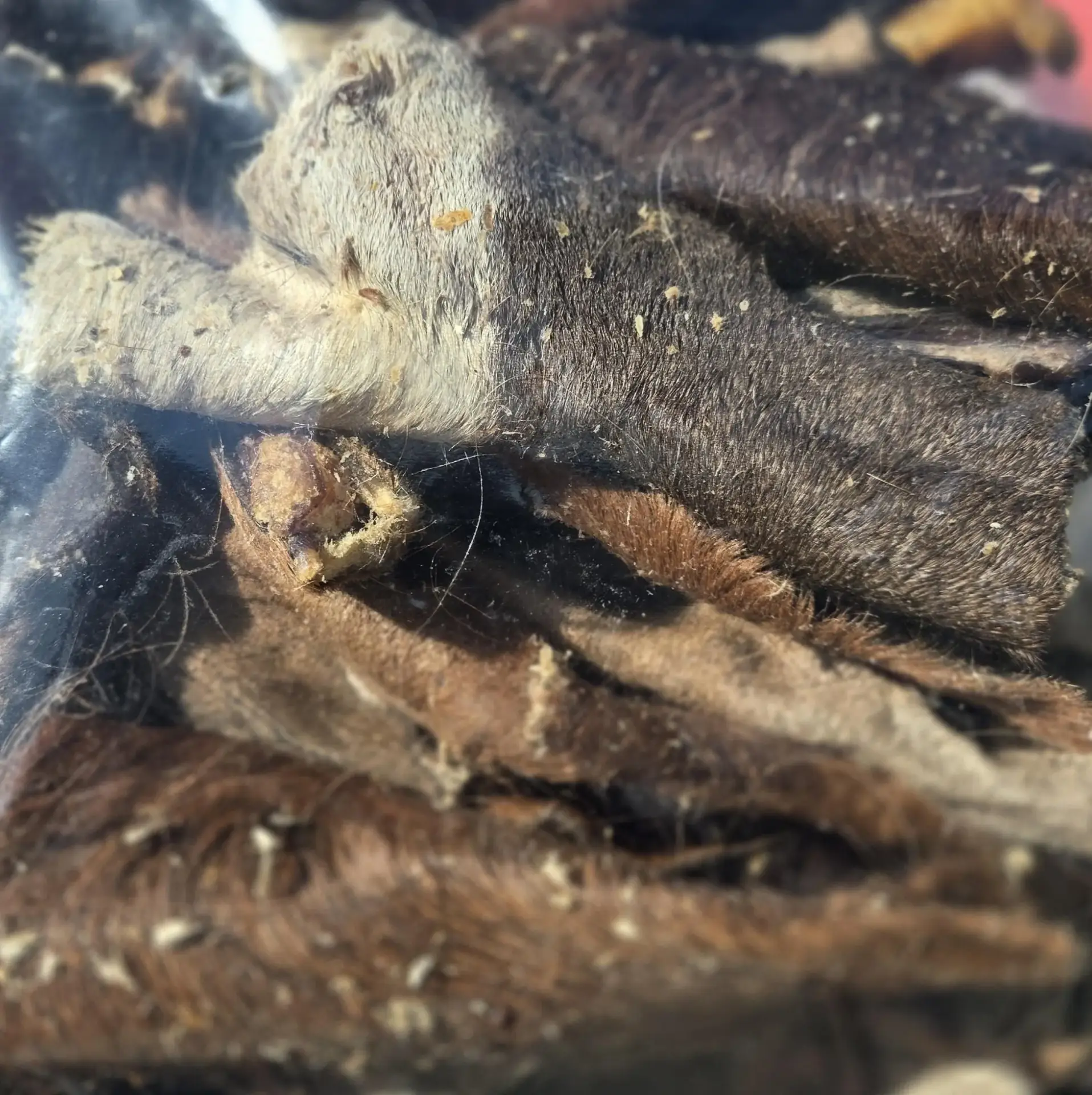 Pferdehaut mit Fell 1kg NEU