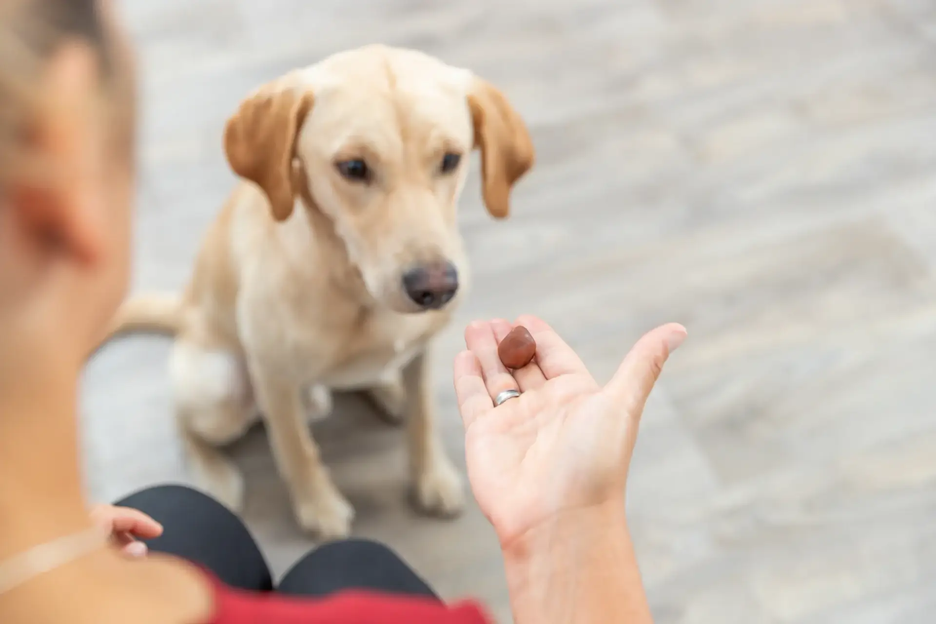 Trixi Tablettenversteck für Hunde 100g – Bild 5
