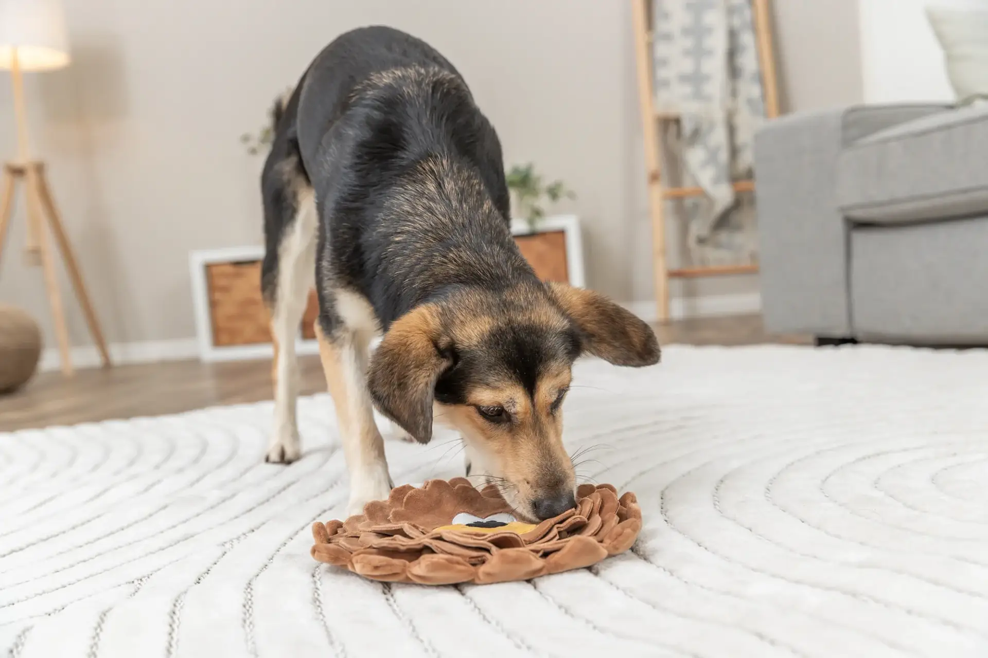 Trixie Snack-Löwe Maße: ø 26 cm – Bild 5